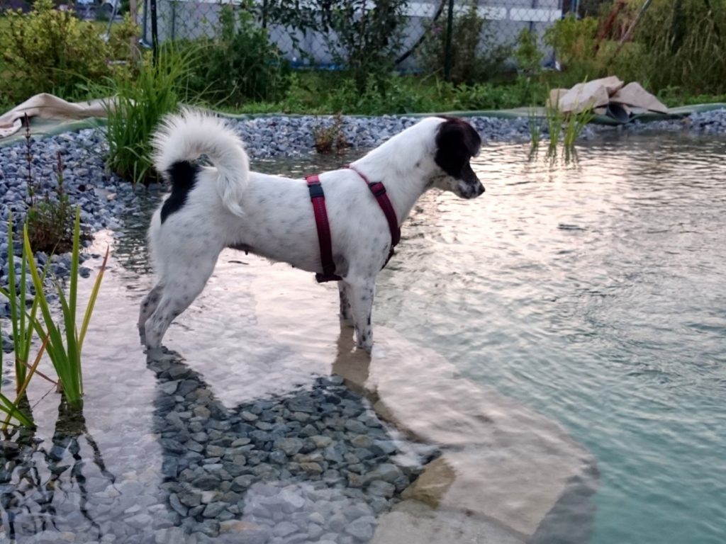 Hundstage